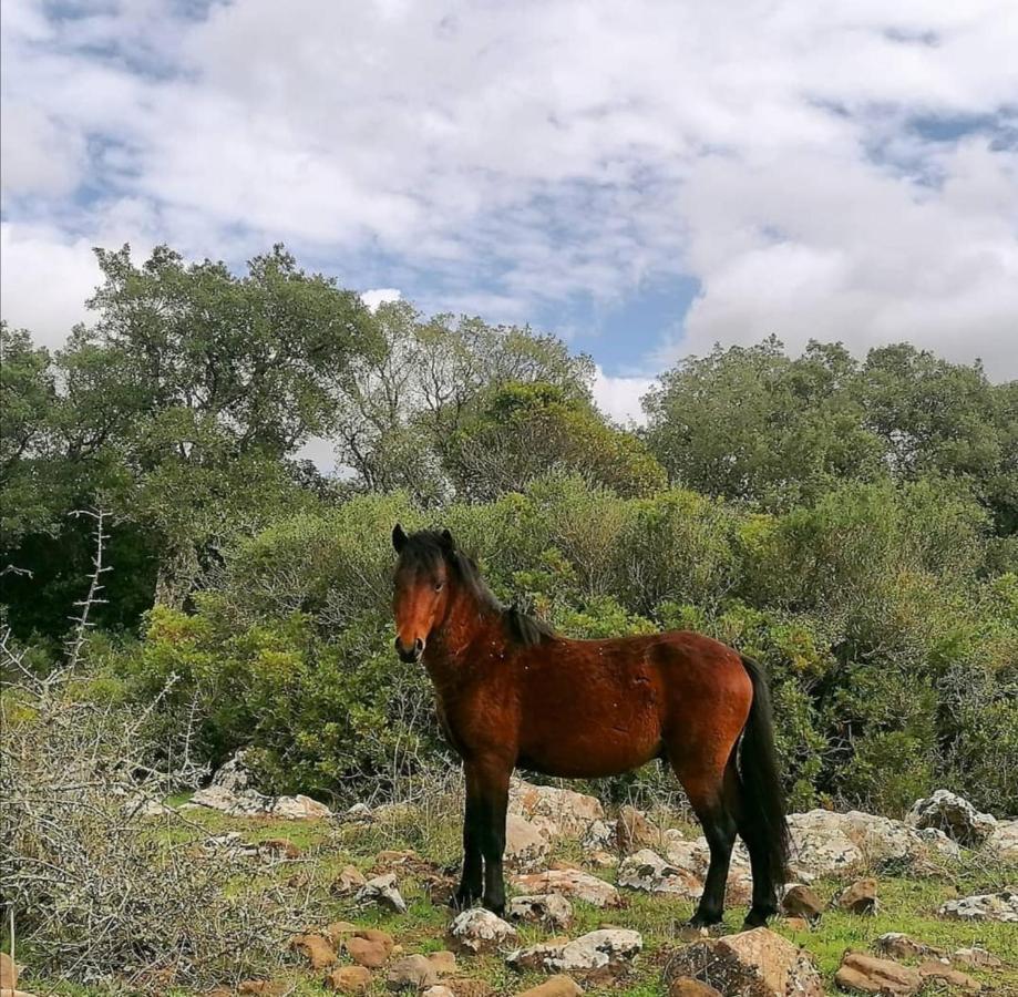 Alojamento de Acomodação e Pequeno-almoço Casa Susanna Rural Sardinia